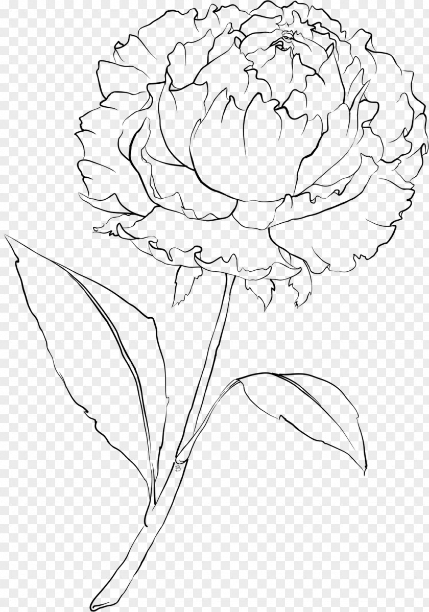 Subshrubby Peony Flower Carnation Drawing Line Art PNG