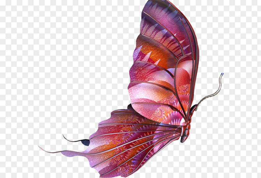 Butterfly Photography Clip Art PNG