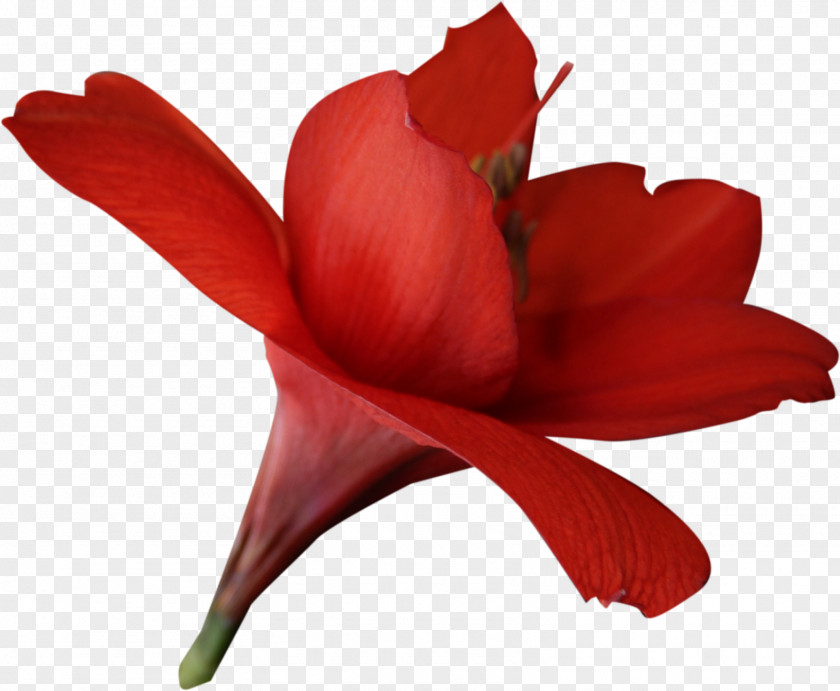 Handpainted Flowers Flower Red Amaryllis Belladonna PNG