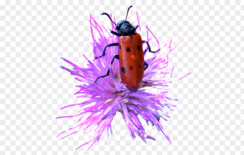 Ladybug Insect Ladybird Invertebrate PNG