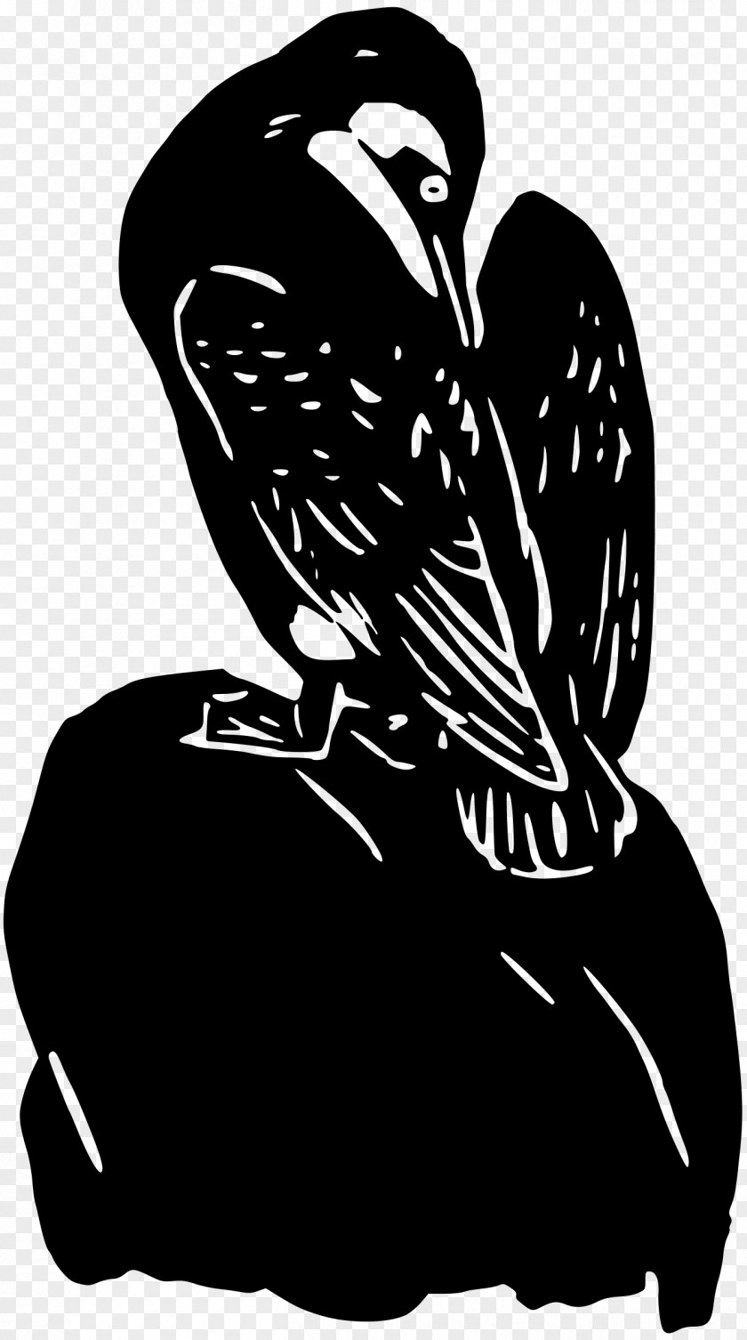 Bird Beak Owl Clip Art PNG