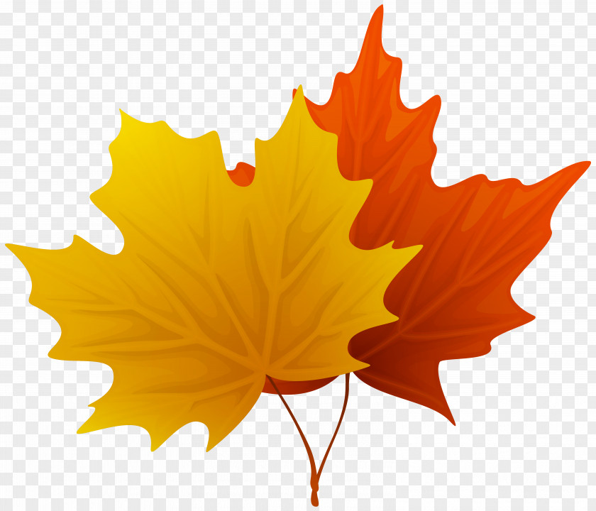 Fall Maple Leaves Decorative Clipart Image Leaf Clip Art PNG
