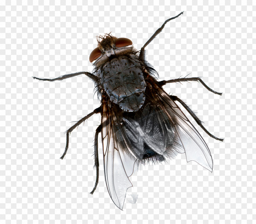 Flies Transparent Background Insect Cockroach Fly-killing Device Mosquito PNG