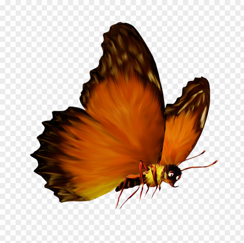 Papillon Butterfly Insect Photography PNG