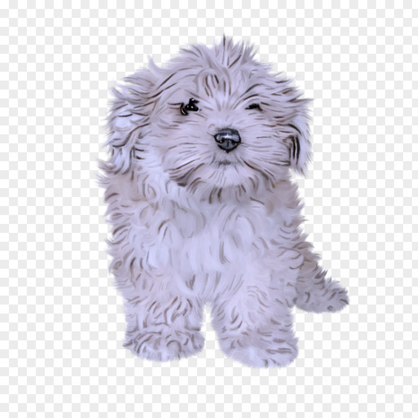 Schnoodle Havanese Dog Puppy Maltese PNG