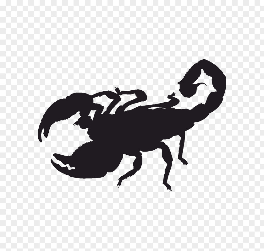 Scorpion Sticker Decal Image Text PNG