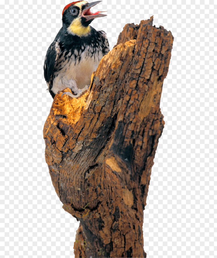 Bird Woodpecker Pelican Clip Art PNG