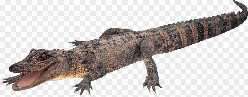 Crocodile Alligators Clip Art Transparency PNG