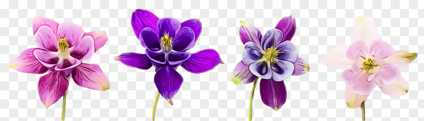 Flower Violet Purple Plant Petal PNG