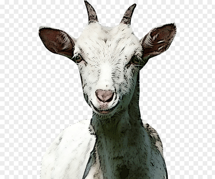 Goat Sheep Snout Biology Science PNG