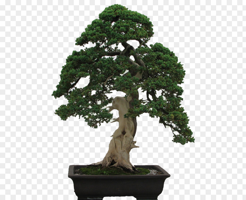 Tree Indoor Bonsai Penjing Styles PNG