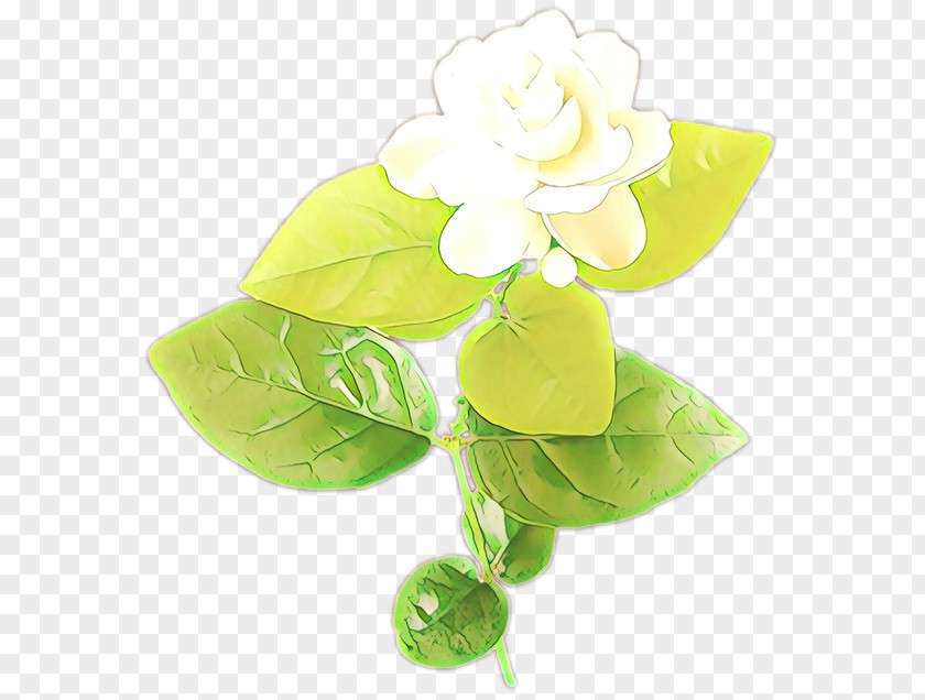 Anthurium Cut Flowers Green Flower Leaf Petal Plant PNG