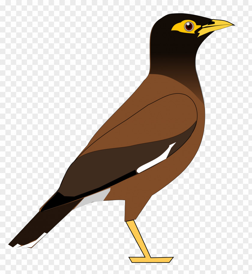 Bird Cartoon Common Myna Hill Clip Art PNG