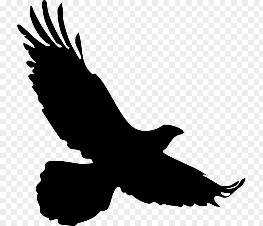 Burung Merpati Eagle Bald Clip Art Bird PNG