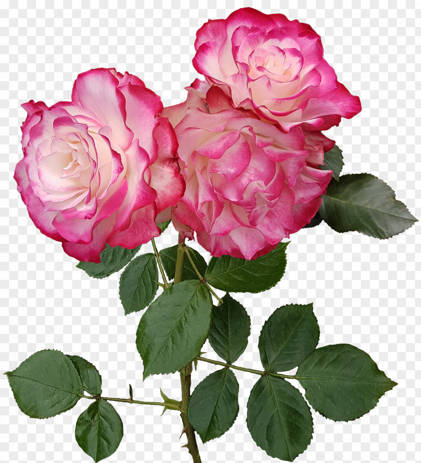 Roses Transparent Image Garden Flower Centifolia Floristry PNG