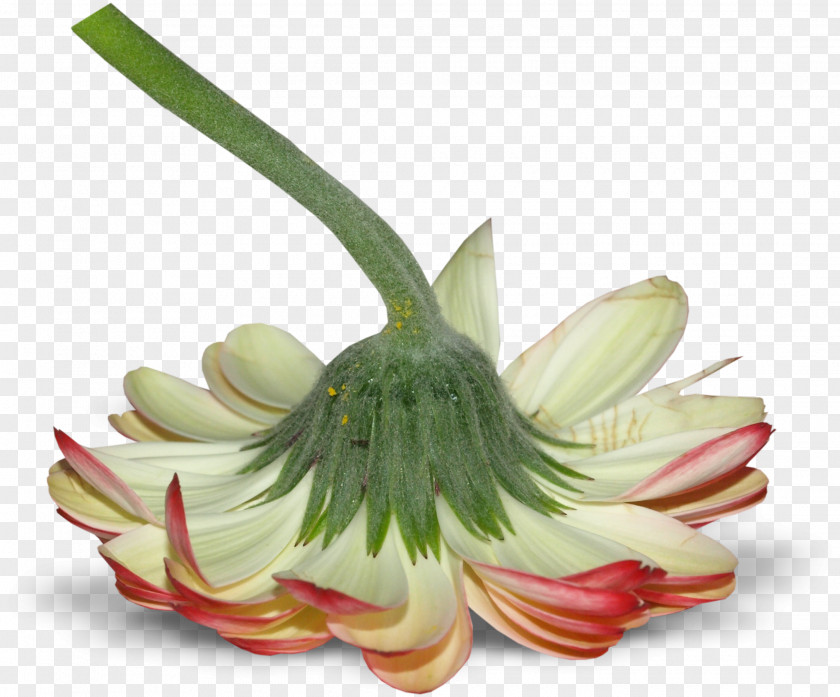 Tips Cut Flowers Floristry Plant Petal PNG