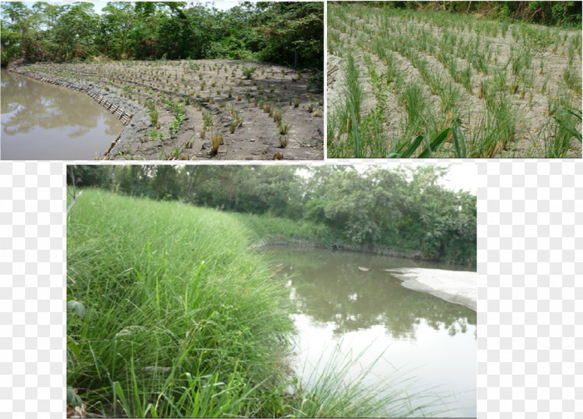 Vetiver Vegetation Erosion Surface Runoff Water Resources PNG