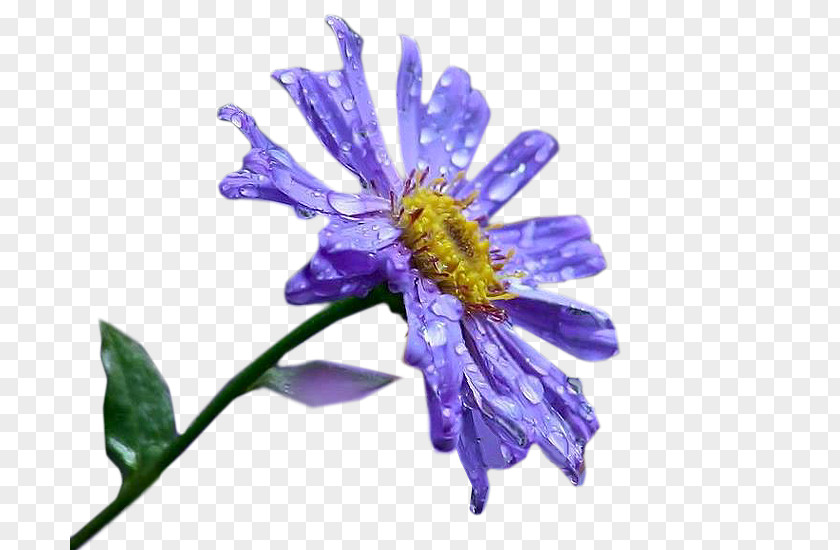 Bee Aster Honey Nectar Cut Flowers PNG
