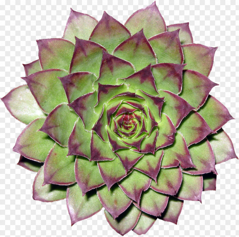 Cactus Cactaceae Flower Clip Art PNG