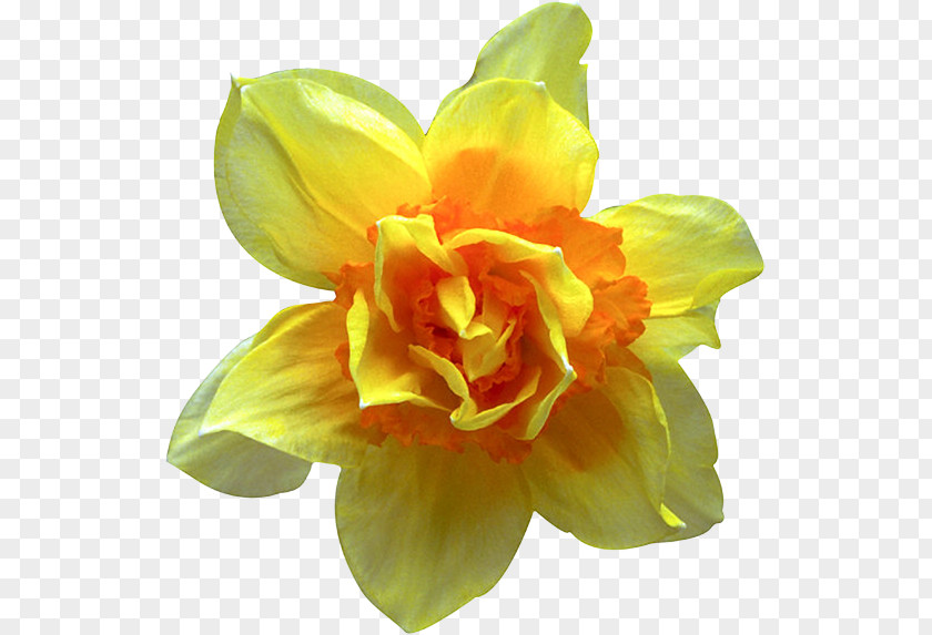 Flower Filename Extension PNG