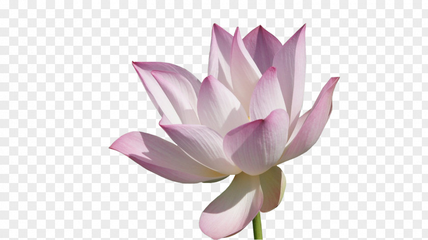 Pink Lotus Nelumbo Nucifera High-definition Television Video Wallpaper PNG