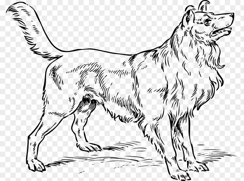 Puppy Rough Collie Border Old English Sheepdog Drawing PNG