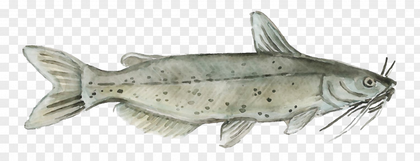Trout Catfish Fish Bass Bony-fish Ray-finned PNG