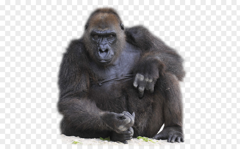Gorilla Clipart 800-pound Ape Orangutan Monkey PNG