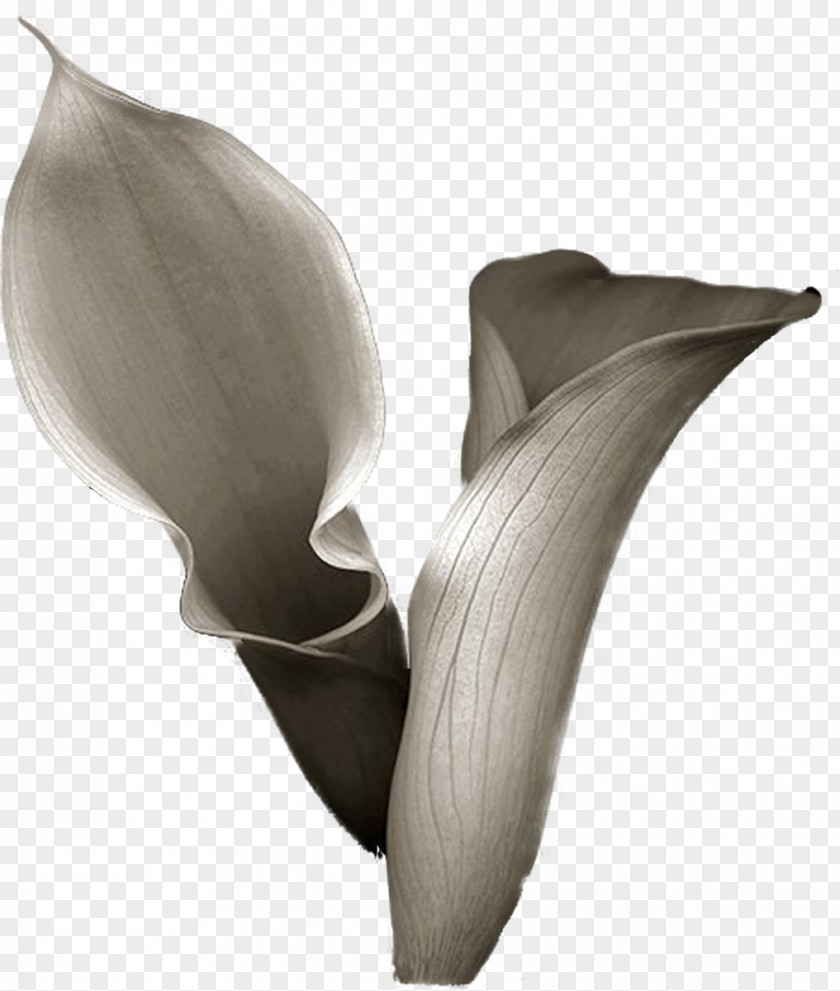 Handpainted Flowers Flower Arum-lily Photography Drawing PNG
