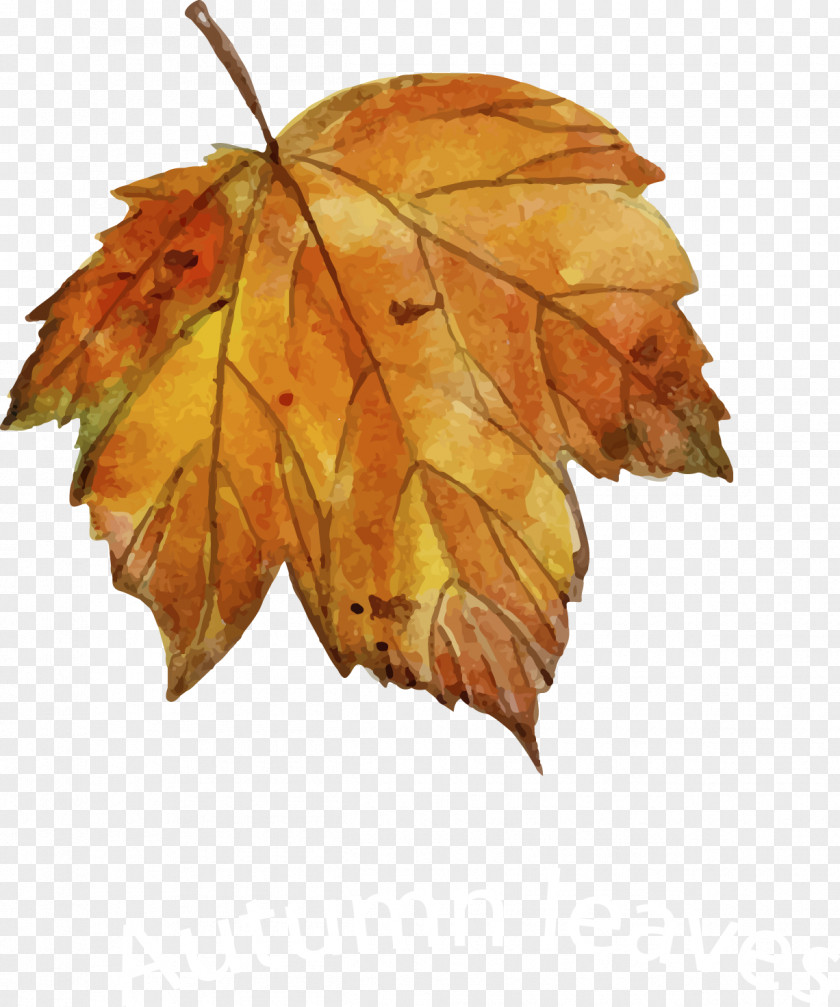 Leaf Autumn Drawing Euclidean Vector PNG