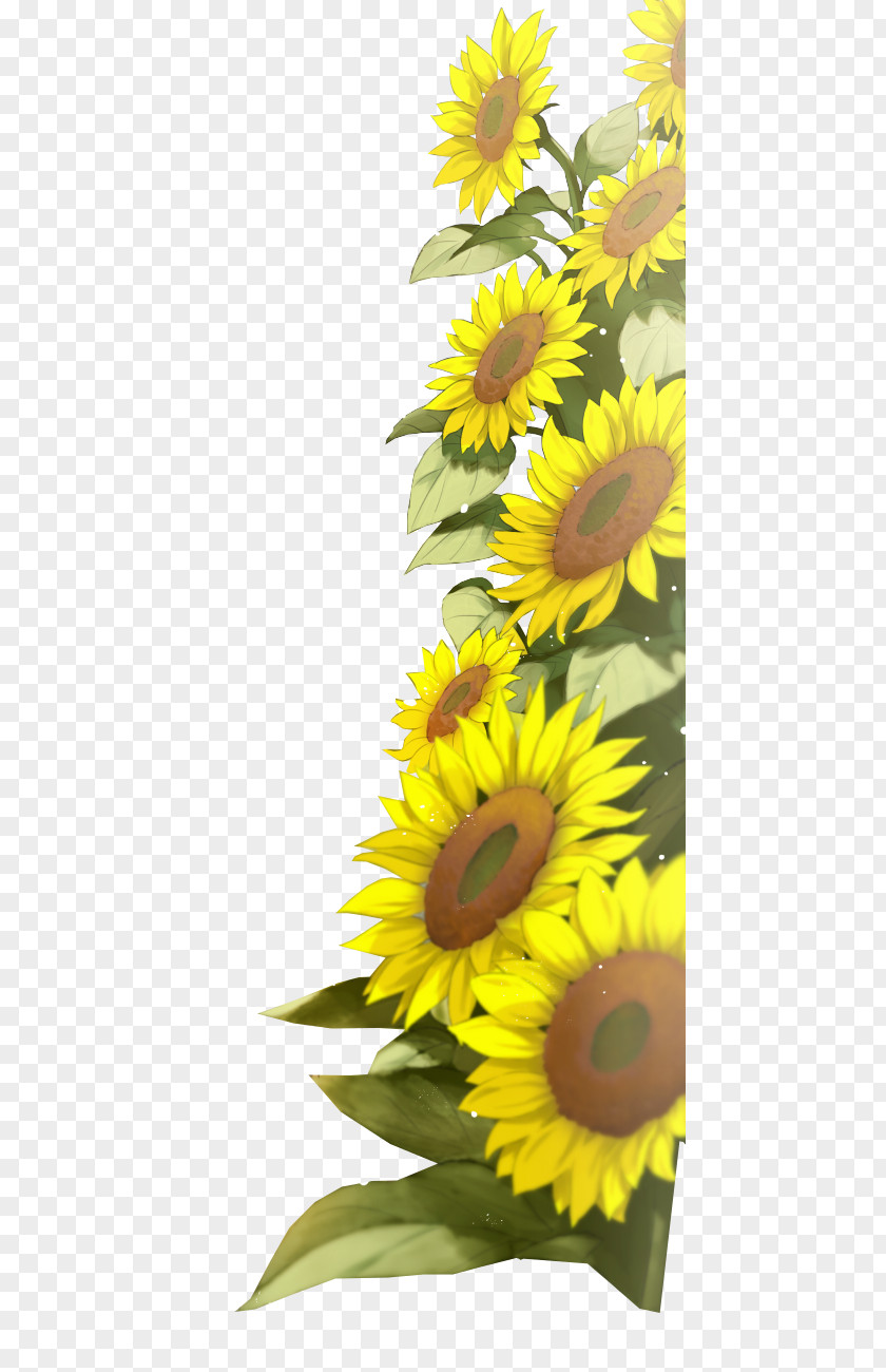 Sunflower Common Han Sang-hwan Im Sang-mi Baek Jung-ki PNG