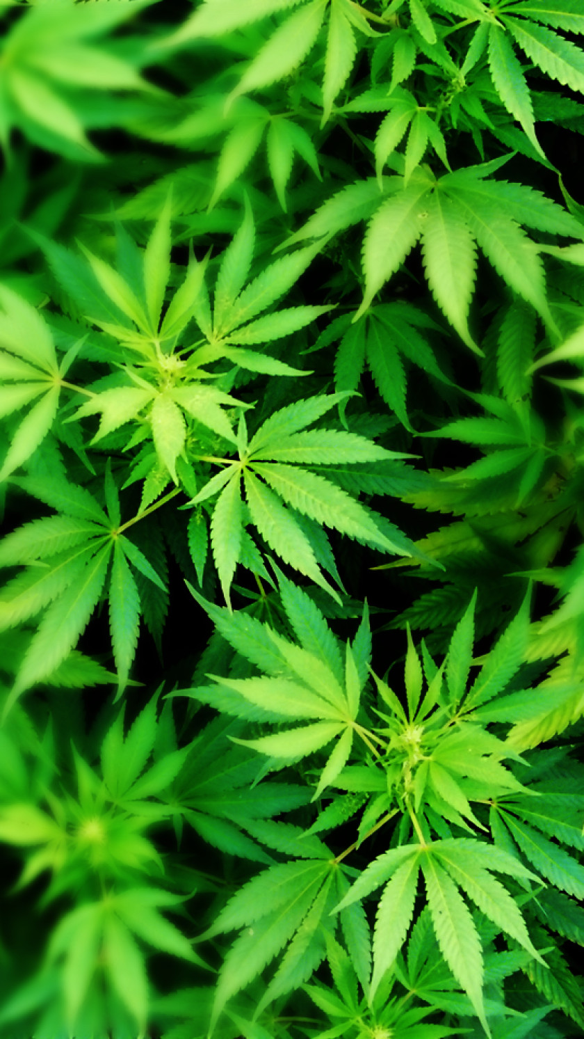 Cannabis IPhone Smoking Desktop Wallpaper 420 Day PNG