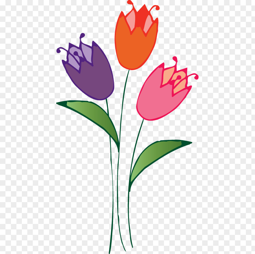 Floristry Vector Clip Art Tulipa Humilis Flower PNG