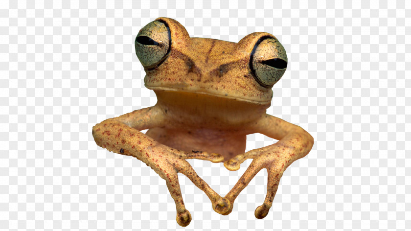 Frog Toad Clip Art PNG