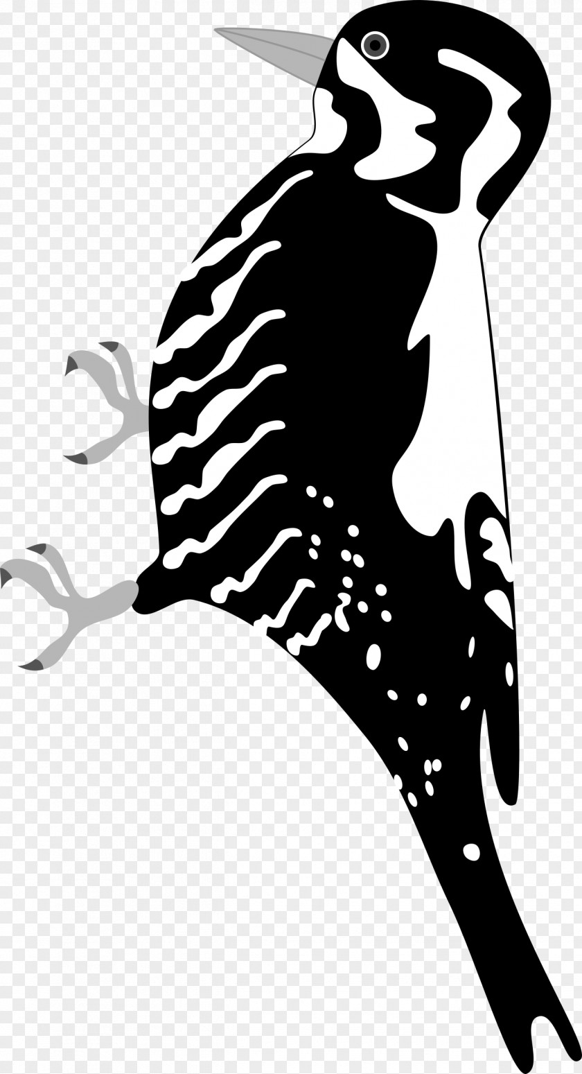 Three Woodpecker Bird Clip Art PNG