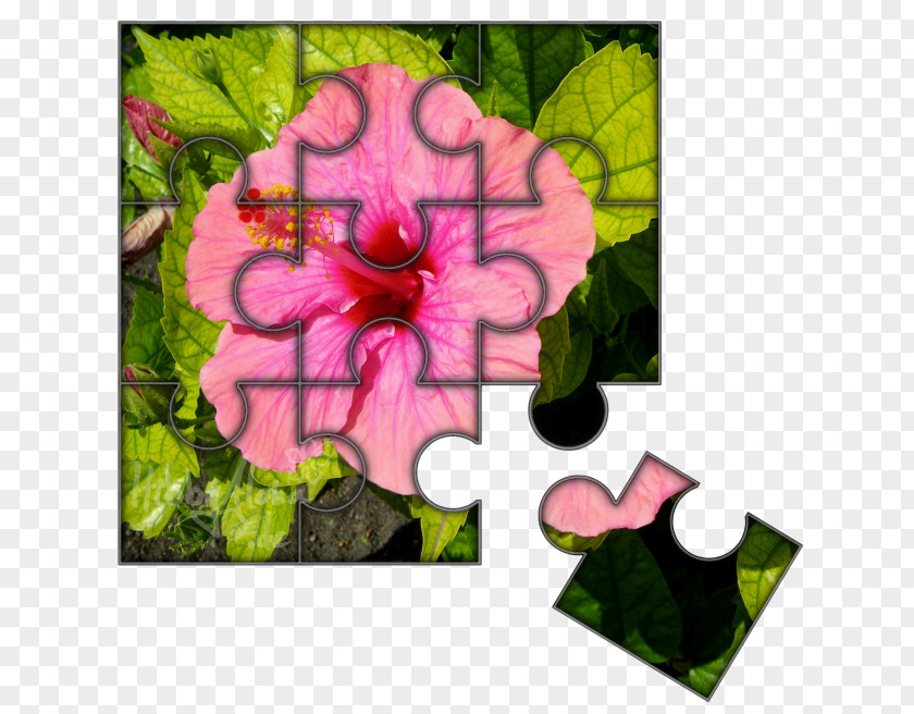 Bits And Pieces Rosemallows Floral Design Petal Leaf PNG