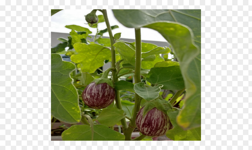 Eggplant Seed Vegetable Hybrid Fruit PNG