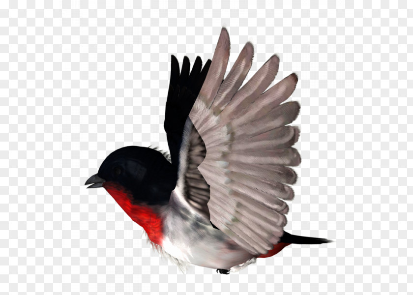 Fly Bird Rook Clip Art PNG