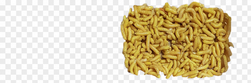 Maggots Ukraine Maggot Cereal Germ Broadcaster .ua PNG