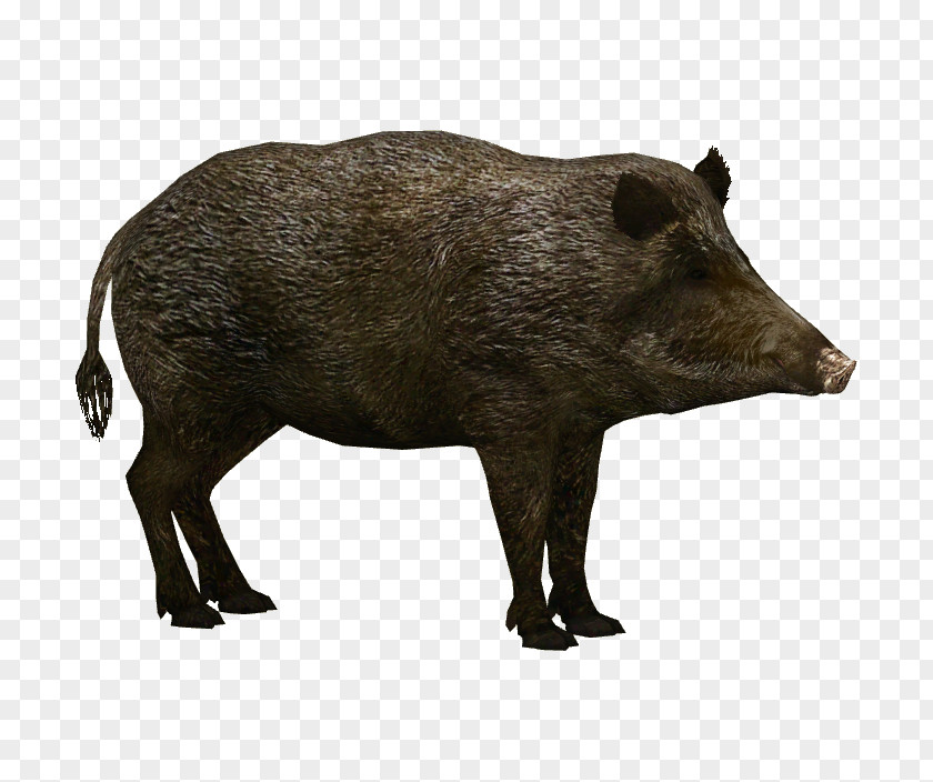 Wild And Free Boar Wildlife Clip Art PNG
