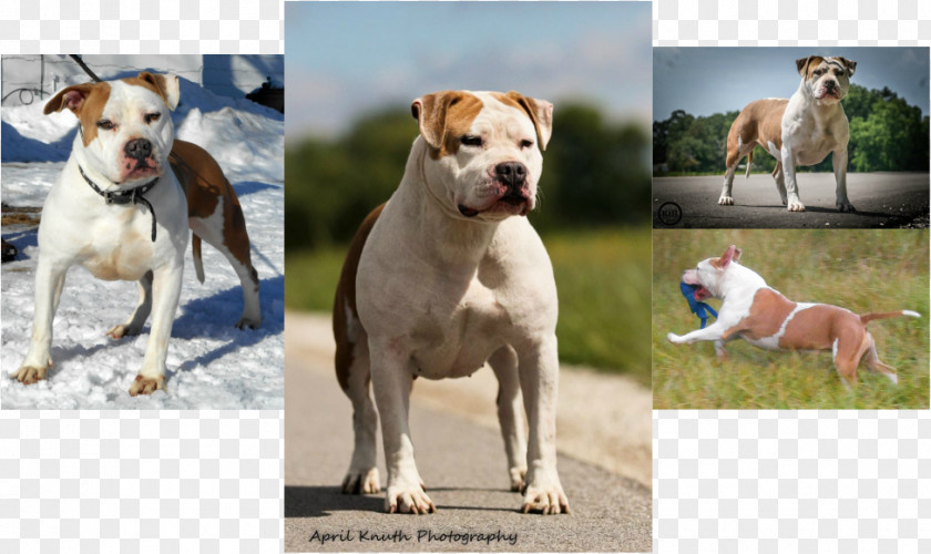 American Bulldog Dog Breed Staffordshire Terrier Pit Bull PNG