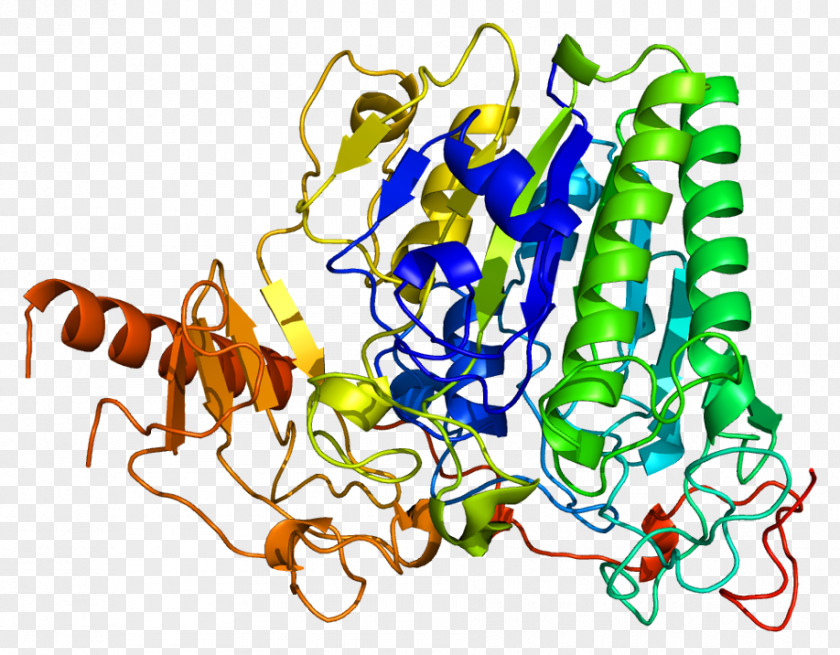 Arylsulfatase A B Enzyme PNG