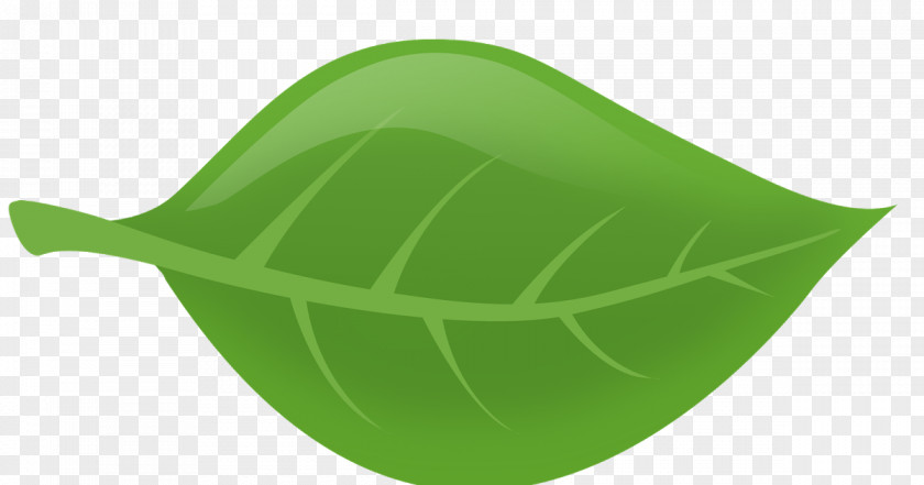 Leaf PNG