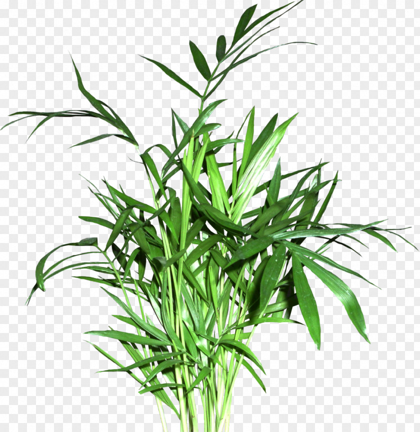 Plant Sweet Grass Flowerpot Stem Grasses Tree PNG