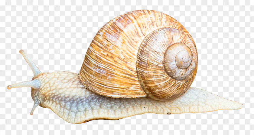 Snail Orthogastropoda Icon PNG