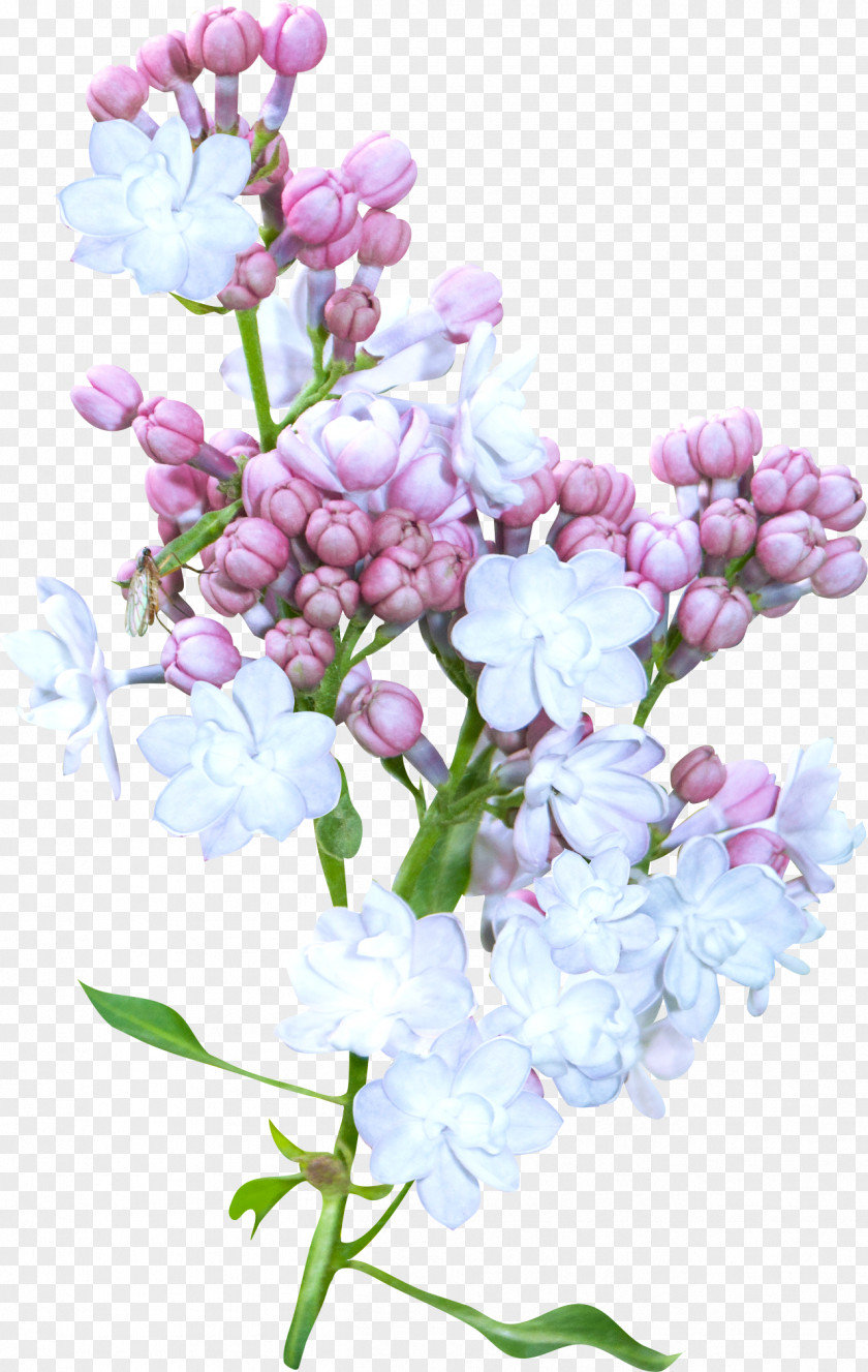 Spring Flower Blue PNG