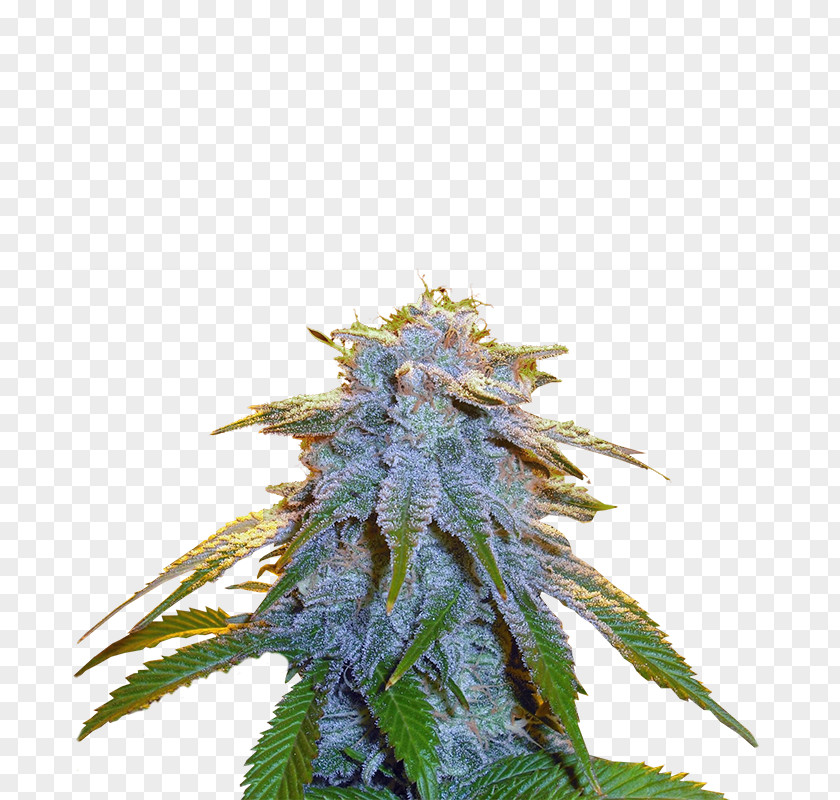 Sweet Tooth Cannabis Seed Cultivar Kush Northern Lights PNG