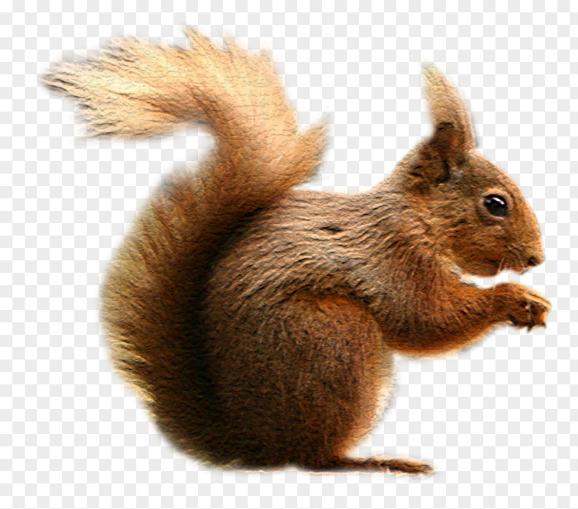 Tran Fox Squirrel Tree Clip Art PNG