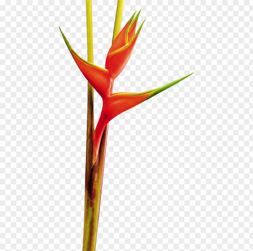 Flower Heliconia Bihai Chartacea False Bird Of Paradise Psittacorum Collinsiana PNG