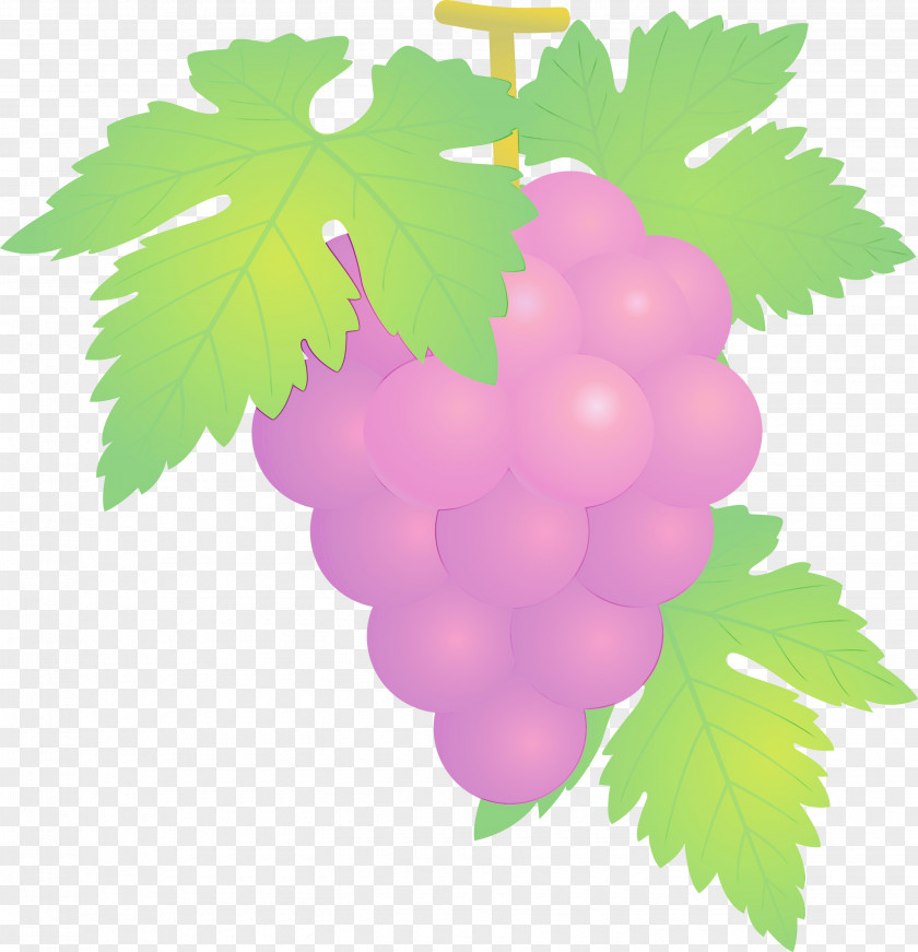 Grape Leaves Leaf Green Grapevine Family PNG